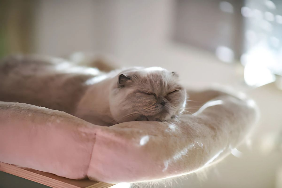 Cat Radiator Beds 