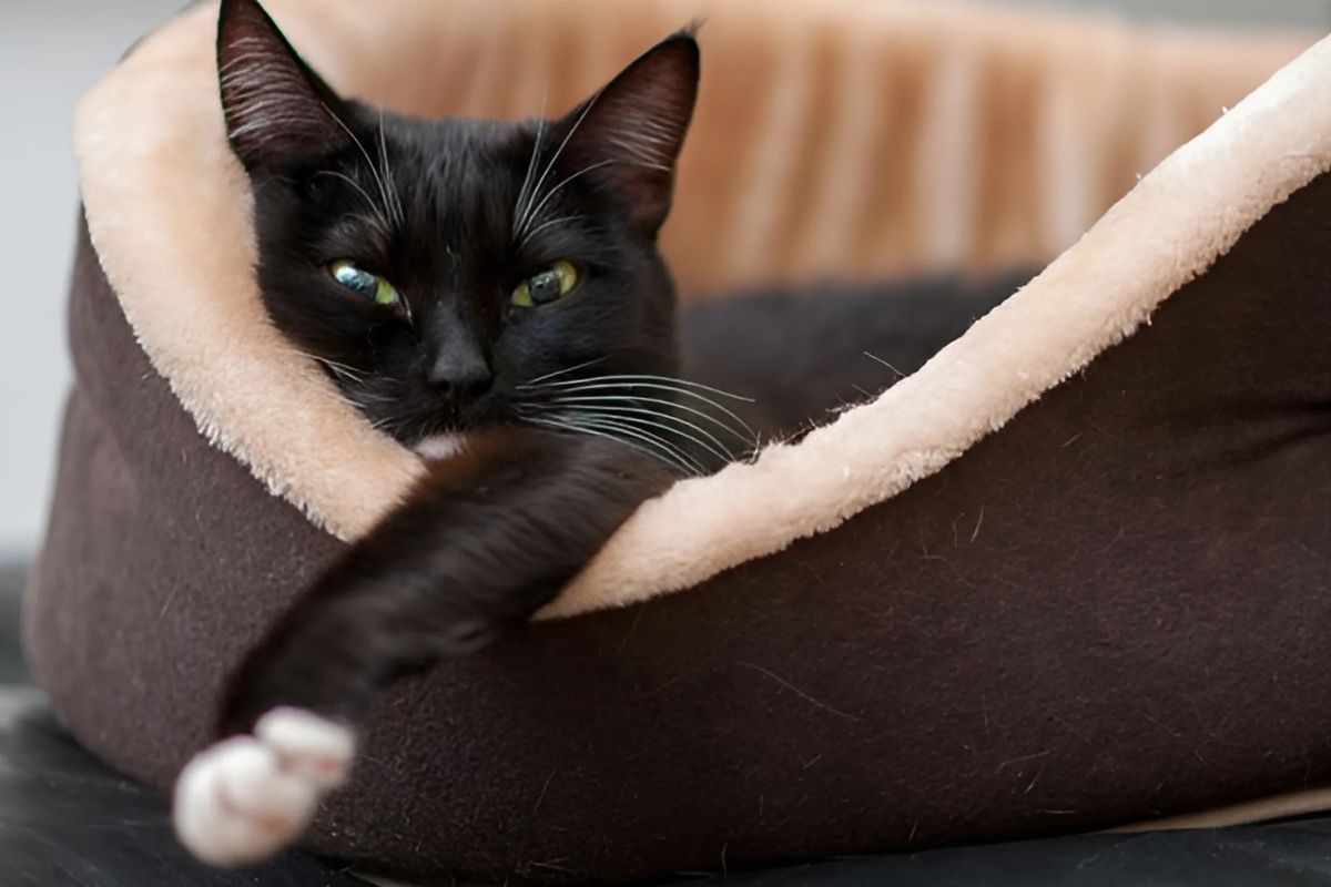 Cat Radiator Beds 