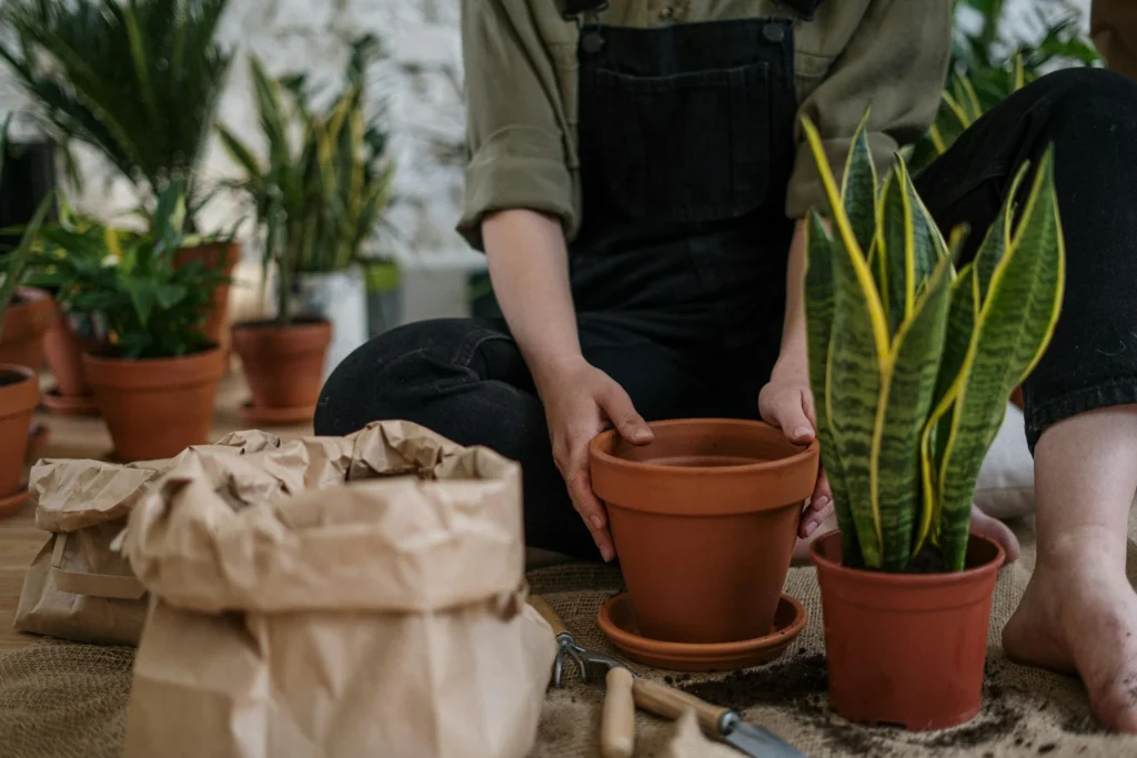 Snake Plant (Sansevieria)