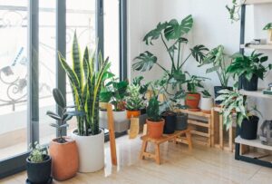 House plants