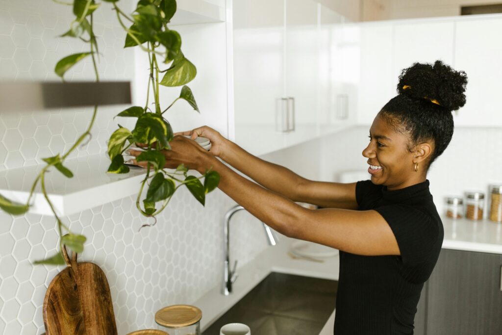 Pothos (Epipremnum aureum) House Plants 