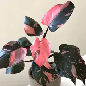 Philodendron Pink Princess plant