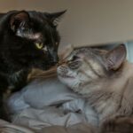 What Does It Mean When Cats Touch Noses