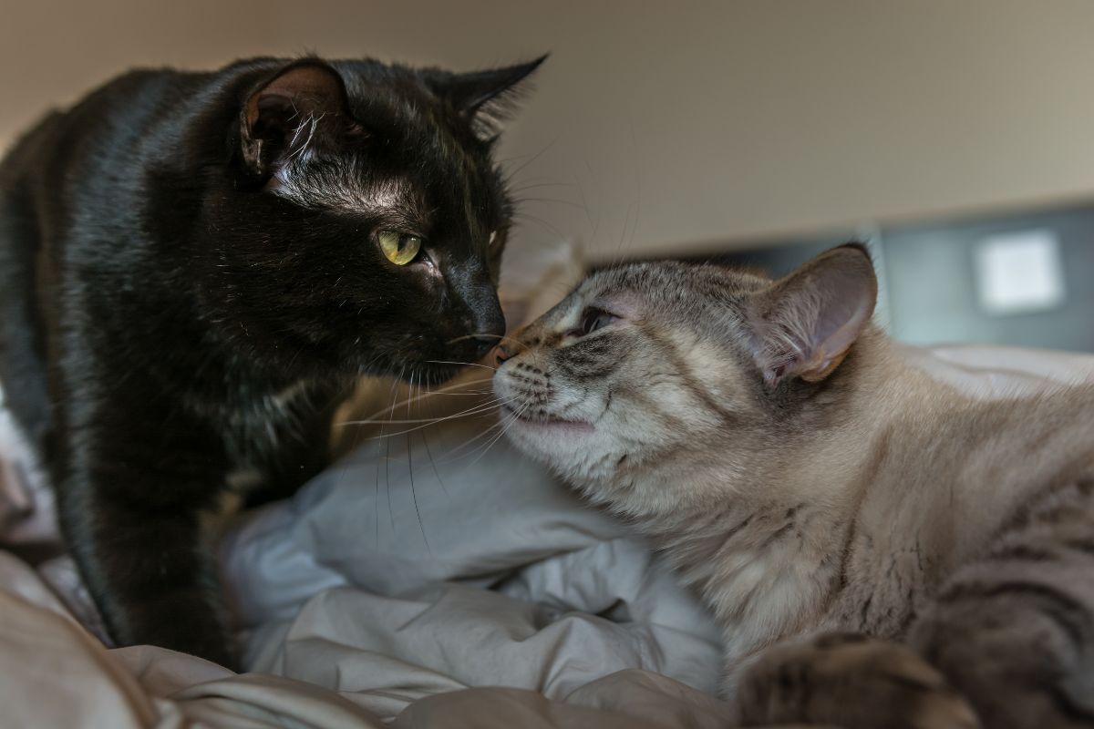 What Does It Mean When Cats Touch Noses
