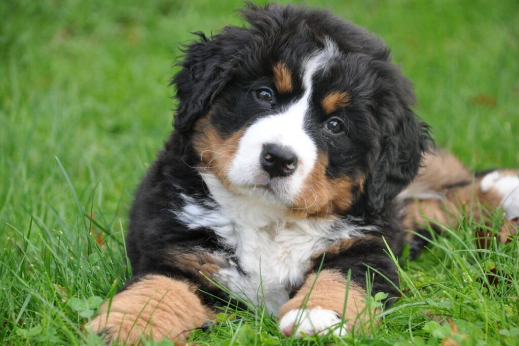 How to Socialize an Anxious Dog?