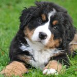 How to Socialize an Anxious Dog?