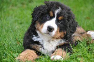 How to Socialize an Anxious Dog?