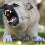 How to Stop Your Dogs from Barking at Night?