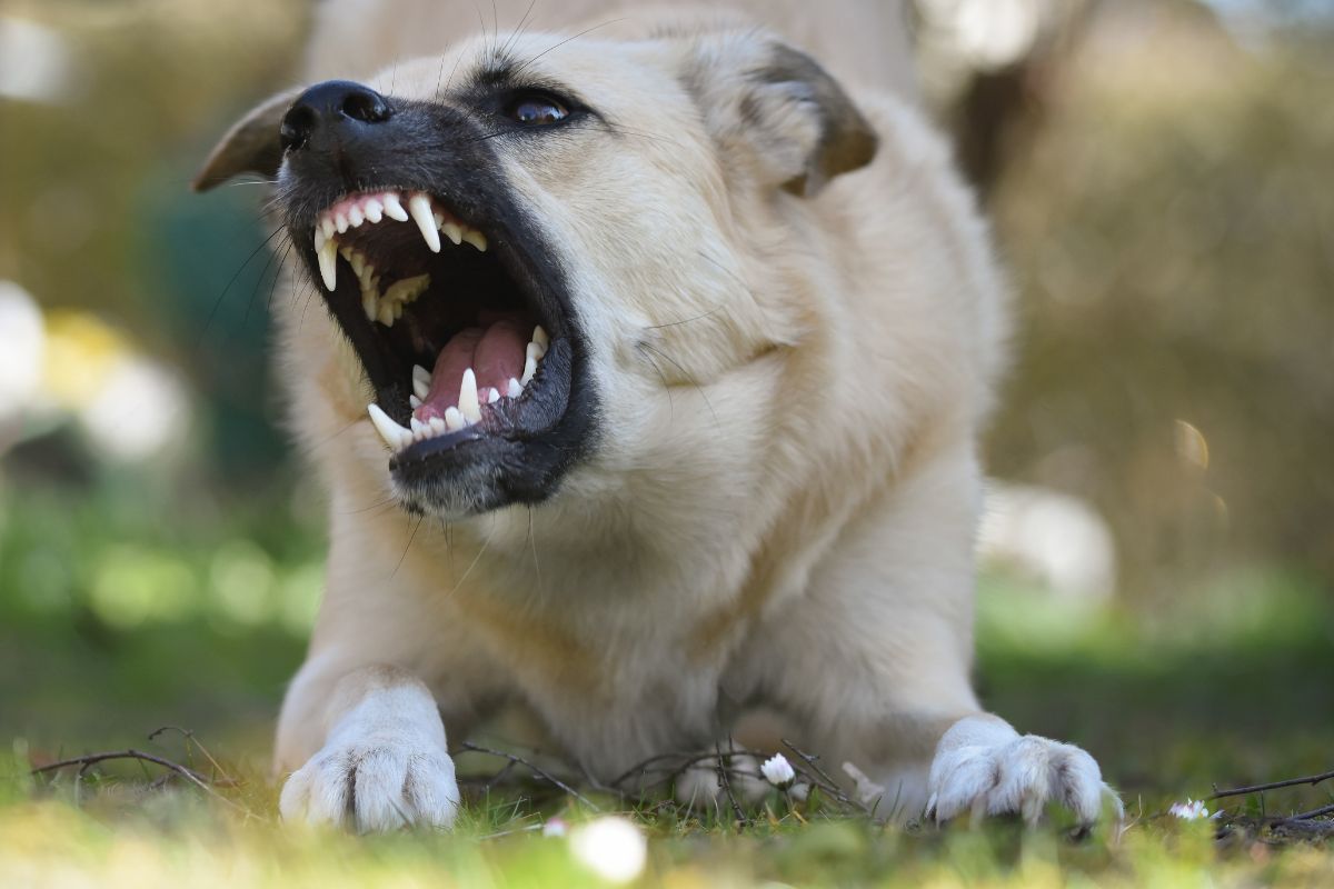 How to Stop Your Dogs from Barking at Night?
