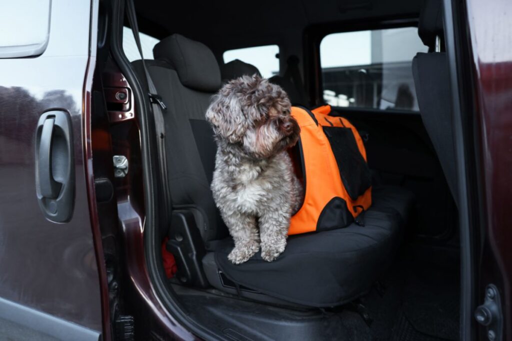 How to Travel Long-Distance with Pets Safely