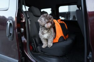 How to Travel Long-Distance with Pets Safely