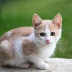 Natural Remedies for Cat Hairballs