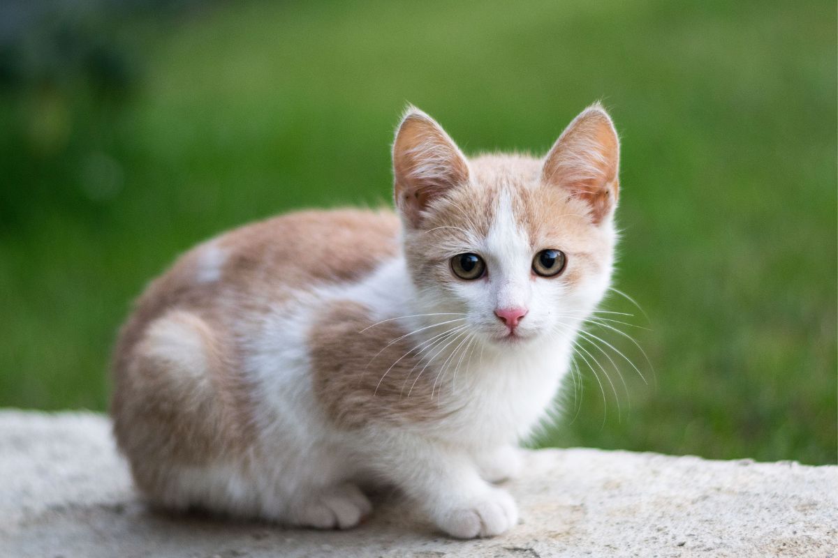 Natural Remedies for Cat Hairballs